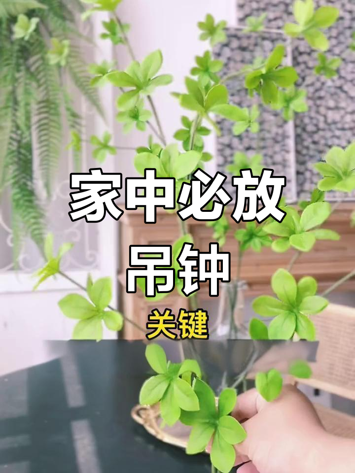 吊钟绿植,家中的小森林,夏季必备好运植物