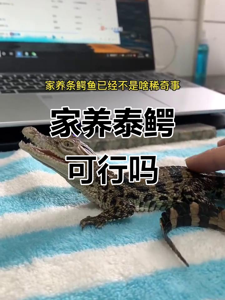 泰鳄能家养?宠物鳄鱼合法饲养揭秘