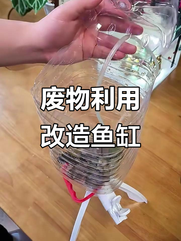 用废矿泉水桶做生态鱼缸，简单又实用