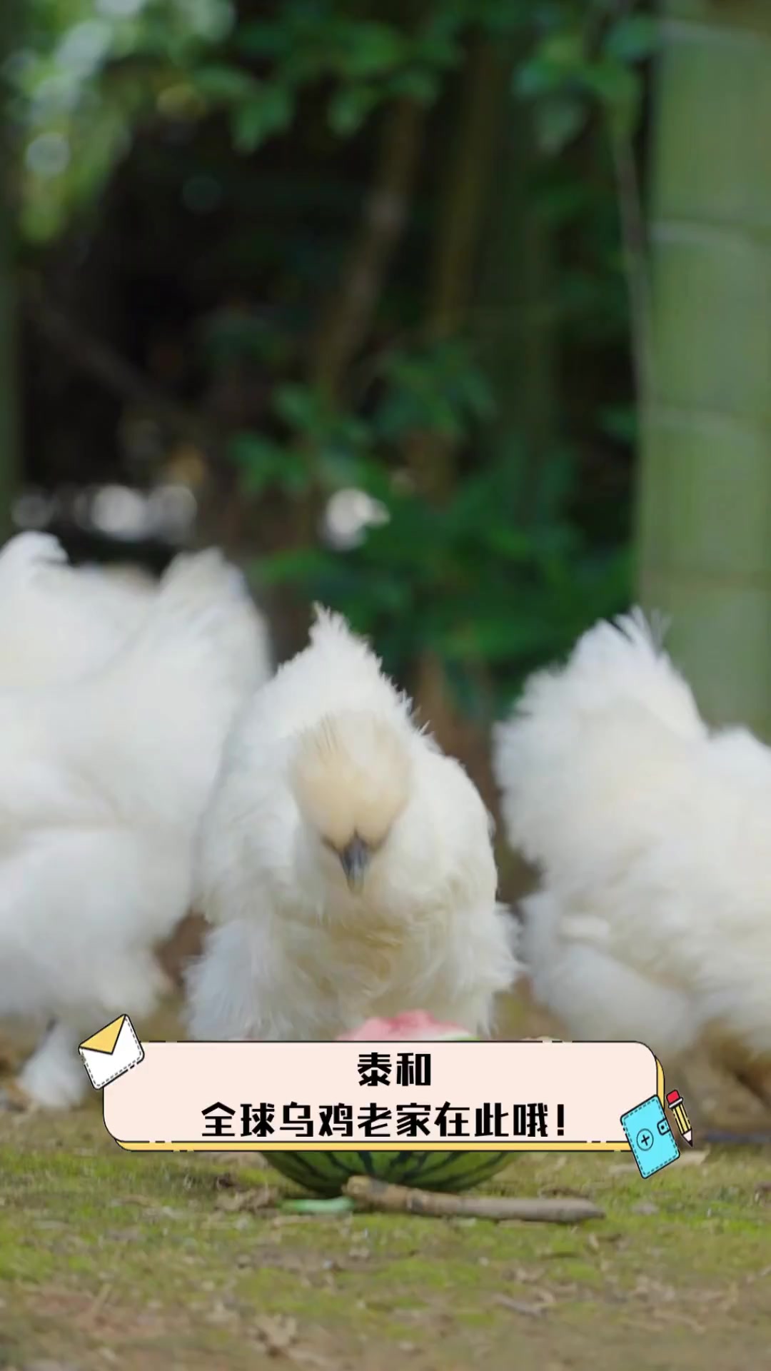 泰和,全球乌鸡老家在此哦!