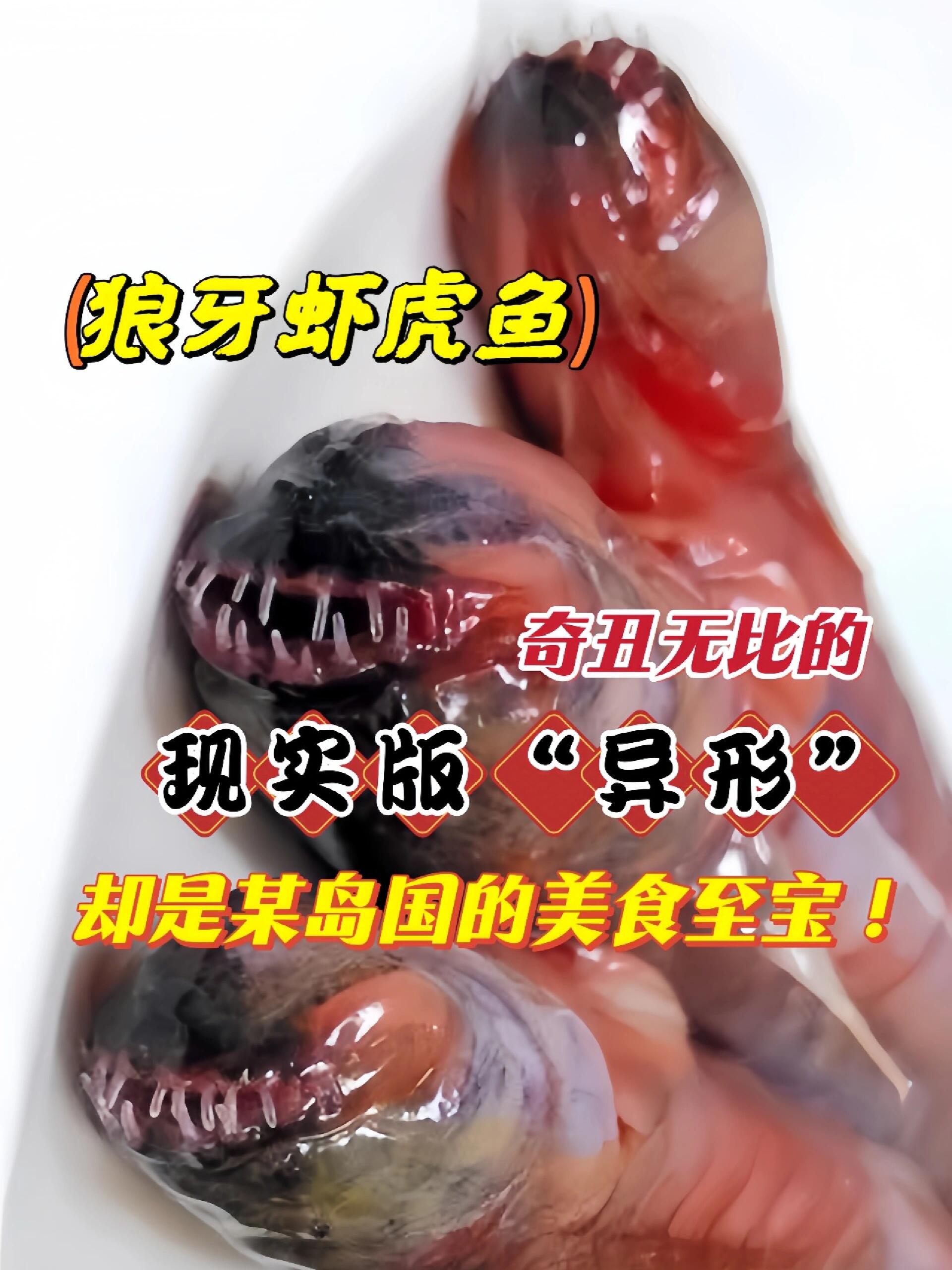 「科普海洋」狼牙虾虎鱼:妈妈说我很可爱呀