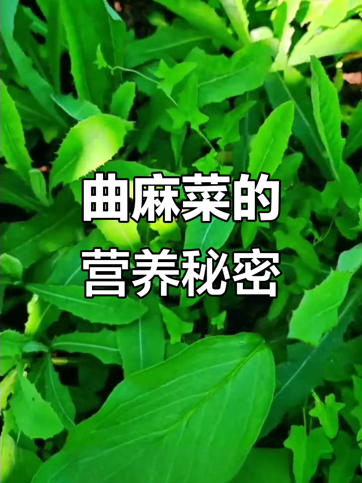 曲麻菜:野菜的隐藏王者,你家吃过吗?