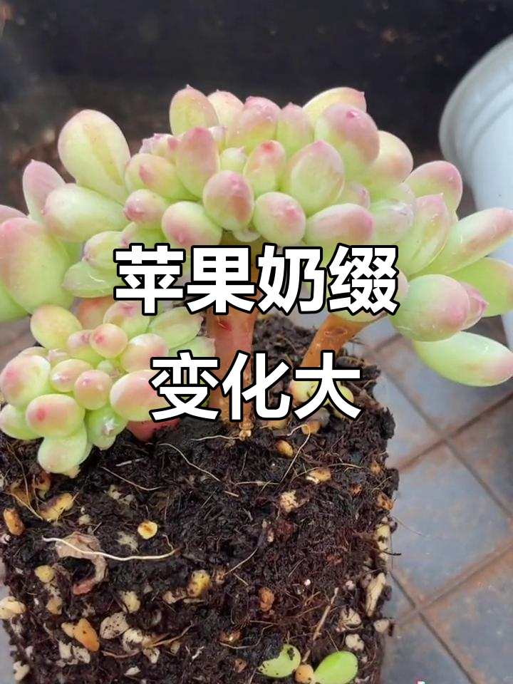 苹果奶缀多肉植物,叶子变短更可爱