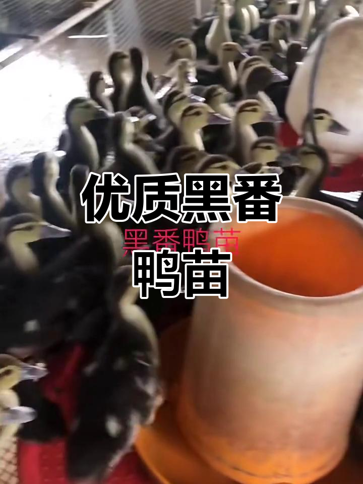 黑番鸭苗脱温成功，疫苗齐全健康保障