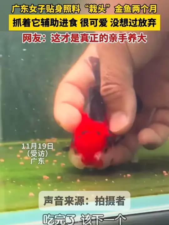 11月19日(受访),广东,主人照顾“栽头”两个月的金鱼,抓着它辅助进食,当事人:很可爱,