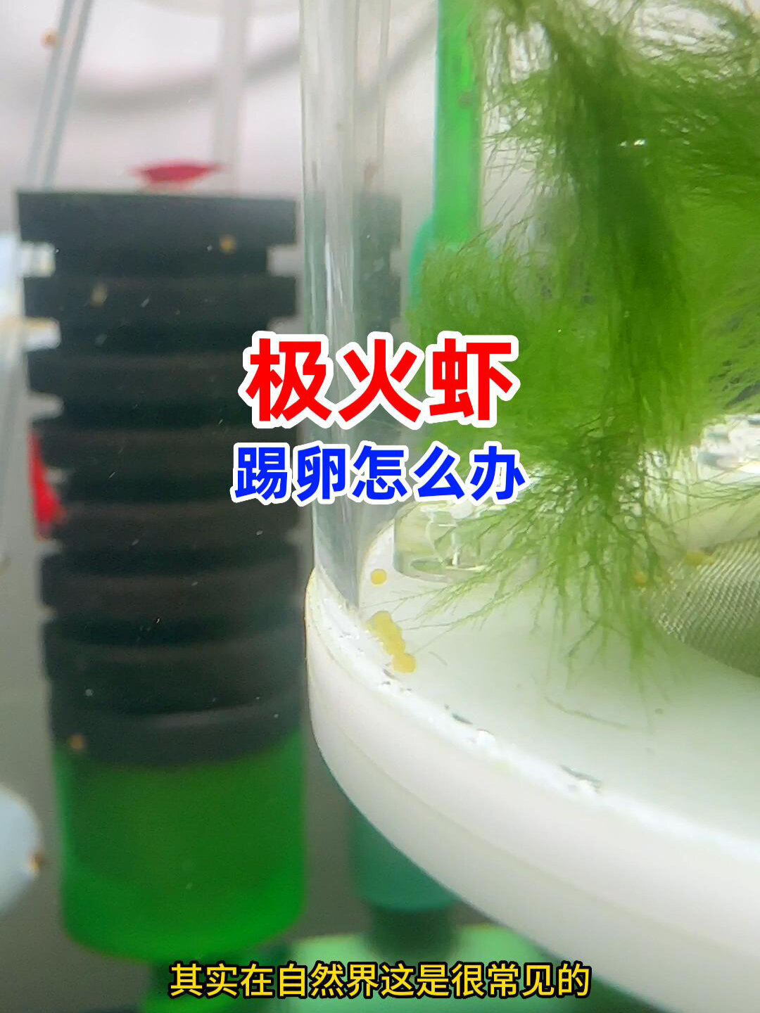 极火虾踢卵了怎么办?