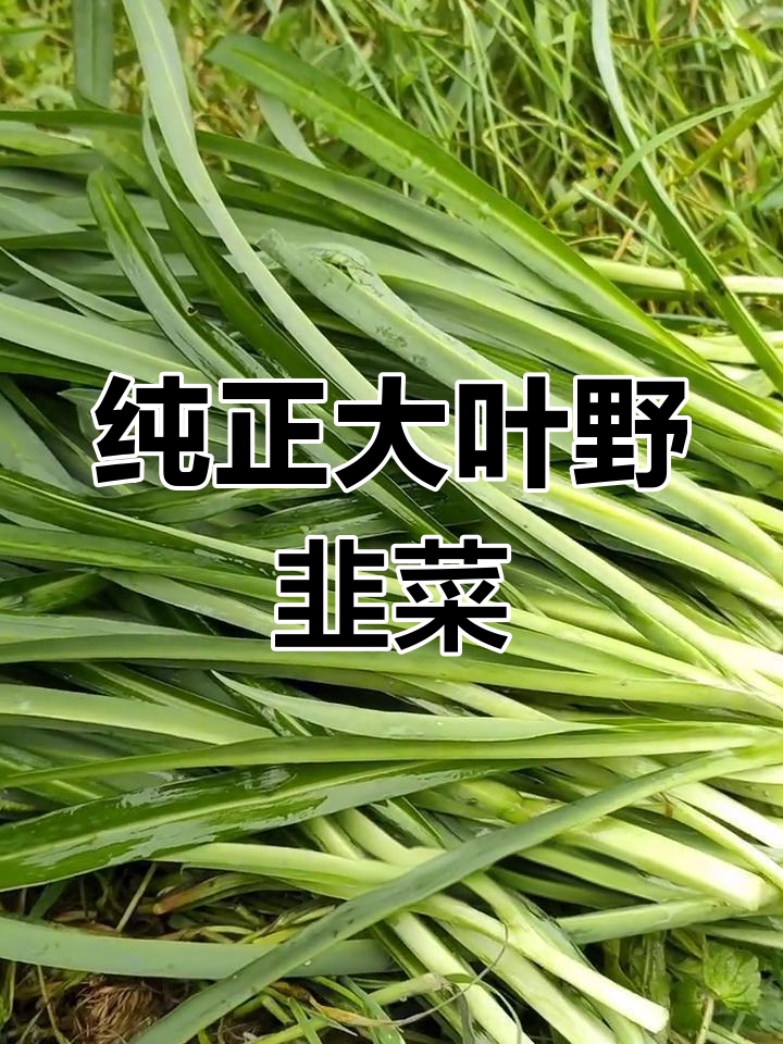 大山原产地野韭菜,天然无农药
