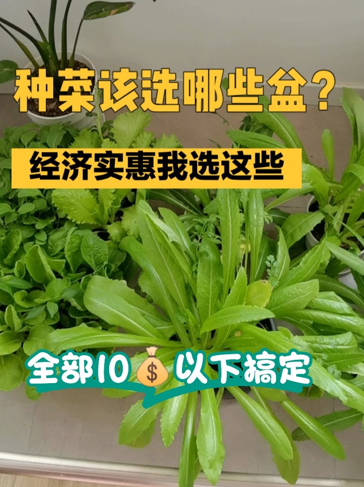 5-10搞定种菜盆,经济实惠我选这些