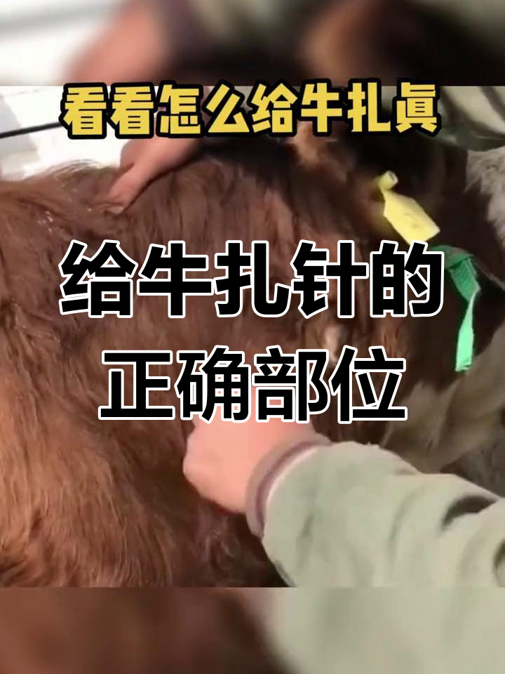 牛脖子打针技巧,精准位置全解析