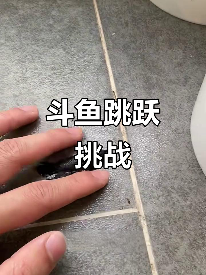 搏击斗鱼跳缸惊险瞬间,莫斯特紧急救援