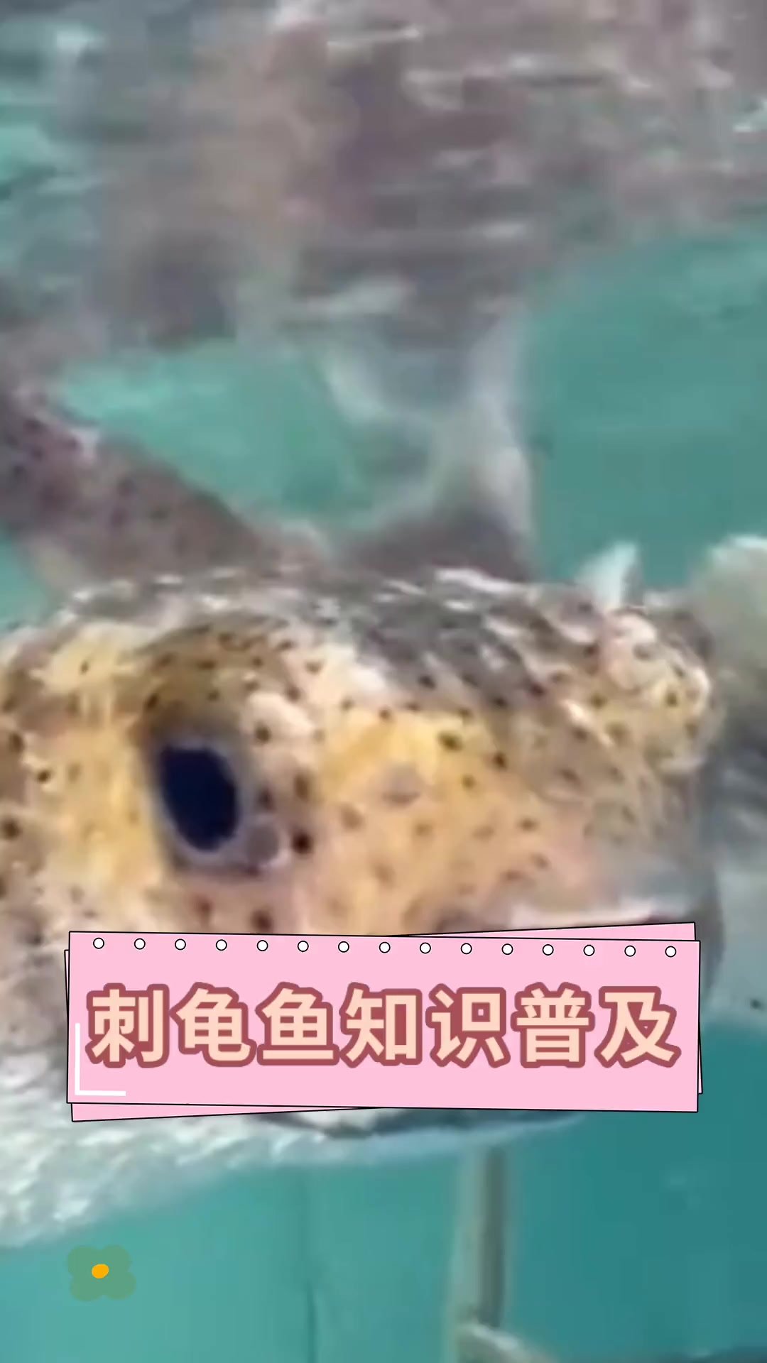 刺龟鱼知识普及