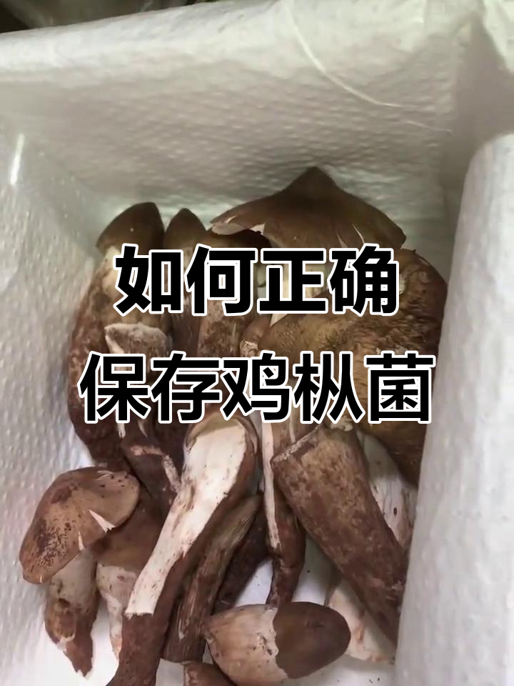 鸡枞菌保存技巧大揭秘,新鲜如初的秘诀就在这里