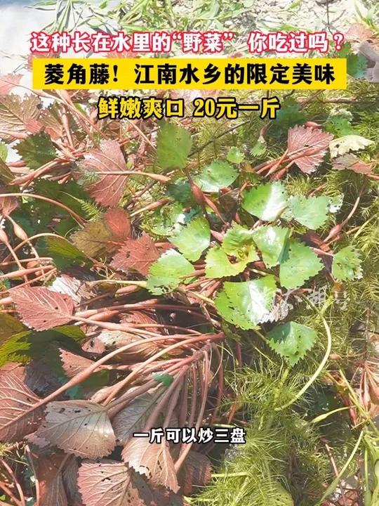 这种长在水里的“野菜”，你吃过吗？（记者：朱琳琰 制作：垚垚）