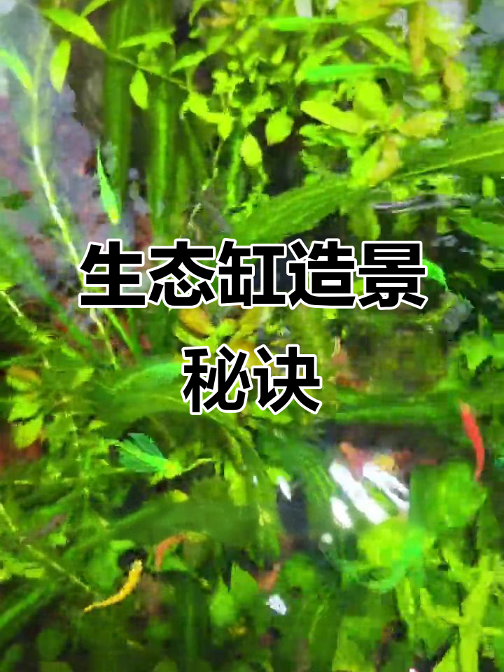 古法缸造景,水清鱼美,生态平衡轻松维持!