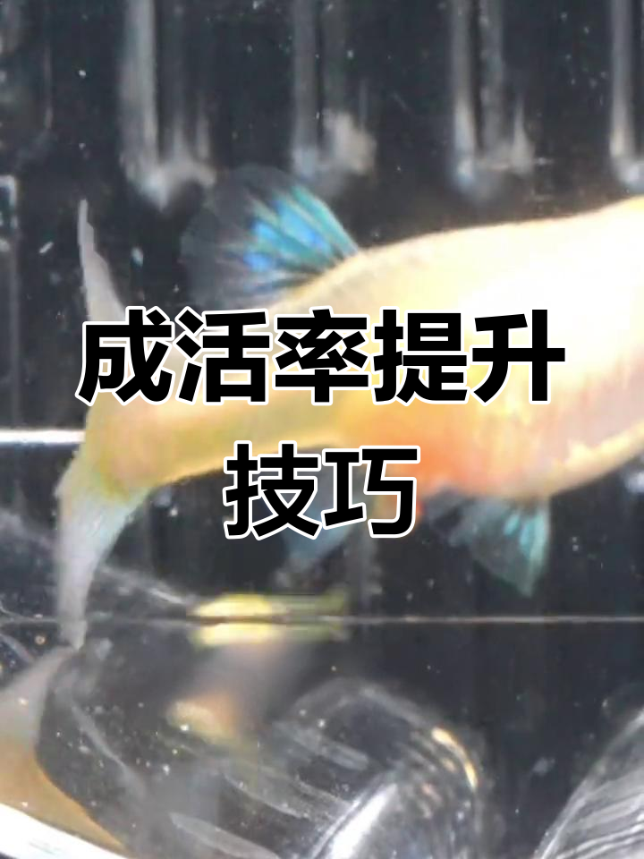 孔雀鱼成活率提升秘诀,新手必看!