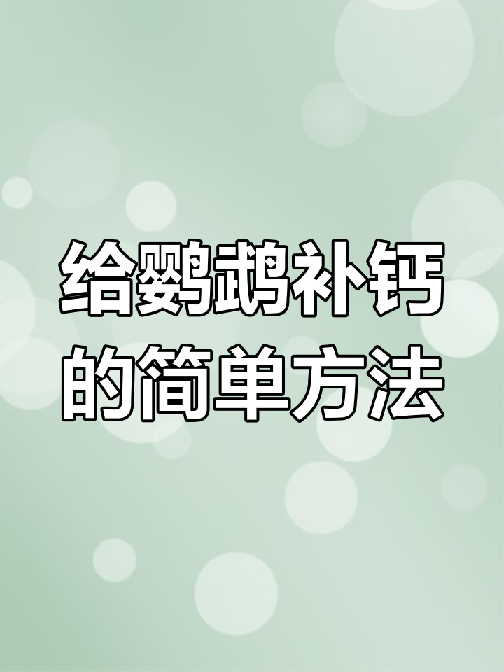 每周两次,墨鱼骨粉助力鹦鹉健康成长