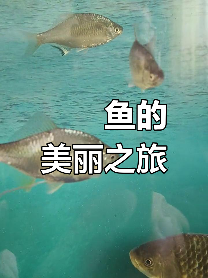 鳑鲏鱼,色彩斑斓的小型淡水鱼,群游时美得令人陶醉