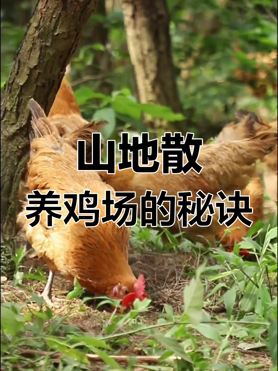 散养鸡场也能生态和谐,山地轮番养殖的秘密