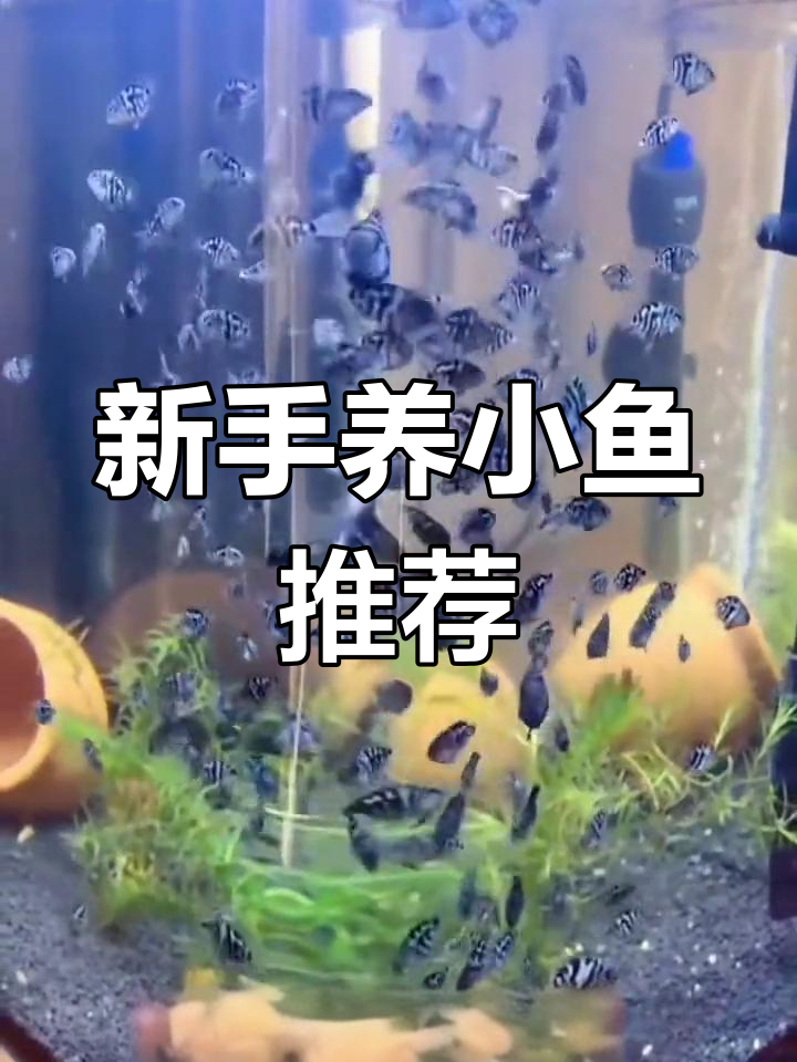 迷你鹦鹉鱼:适合新手的小型热带观赏鱼