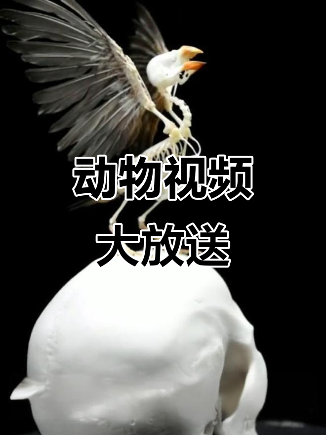 最近鸟成了常客,各种动物视频陆续上线!