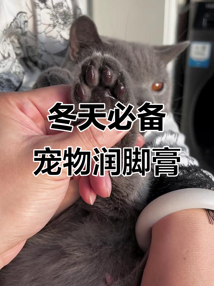冬季猫咪肉垫干裂?每天涂点润脚膏,保护皮脂不遭细菌感染