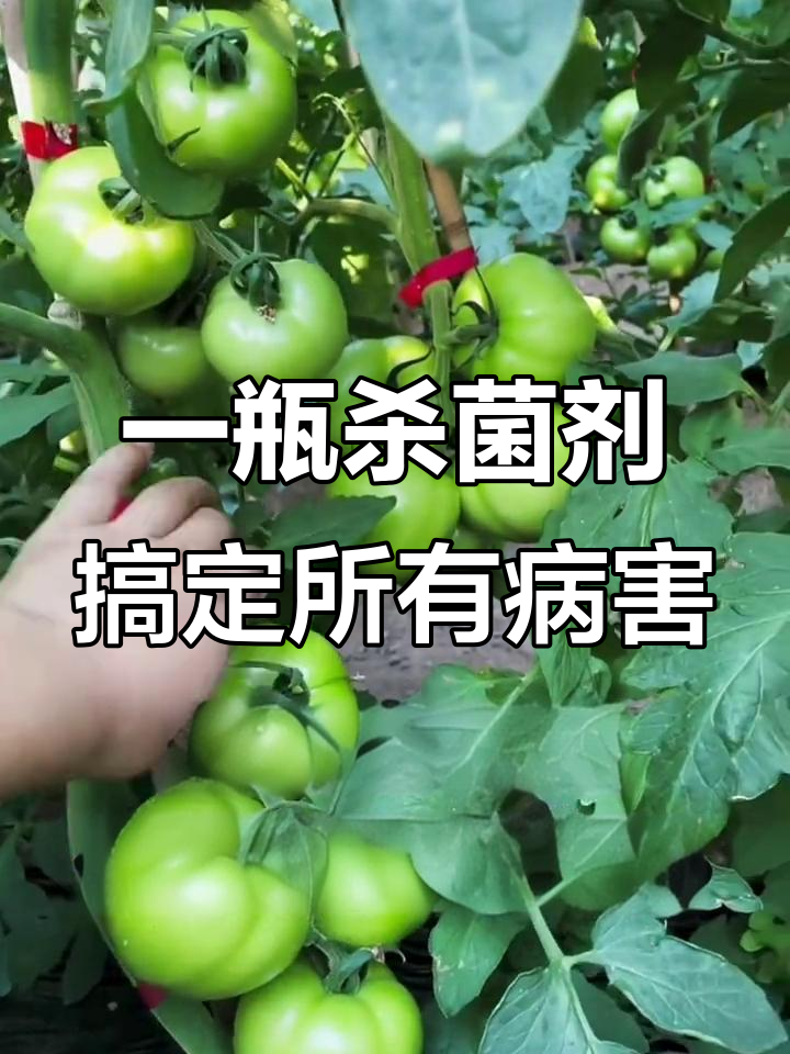蔬菜病害全灭,微米菌杀菌剂效果惊人