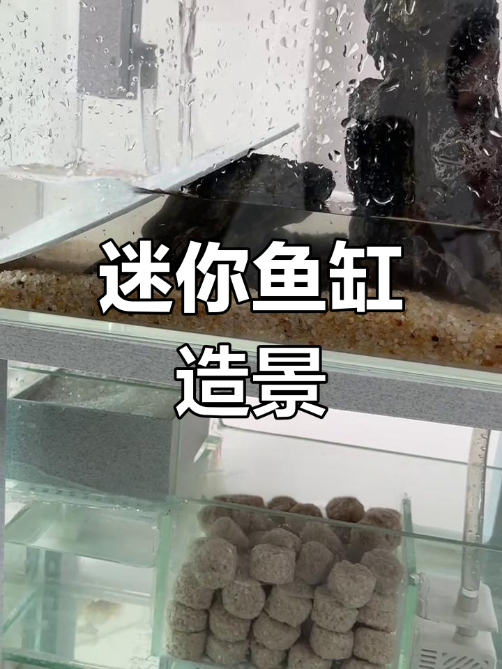 小鱼缸造景,灯光下显得格外迷人,孔雀鱼住得舒适吗?