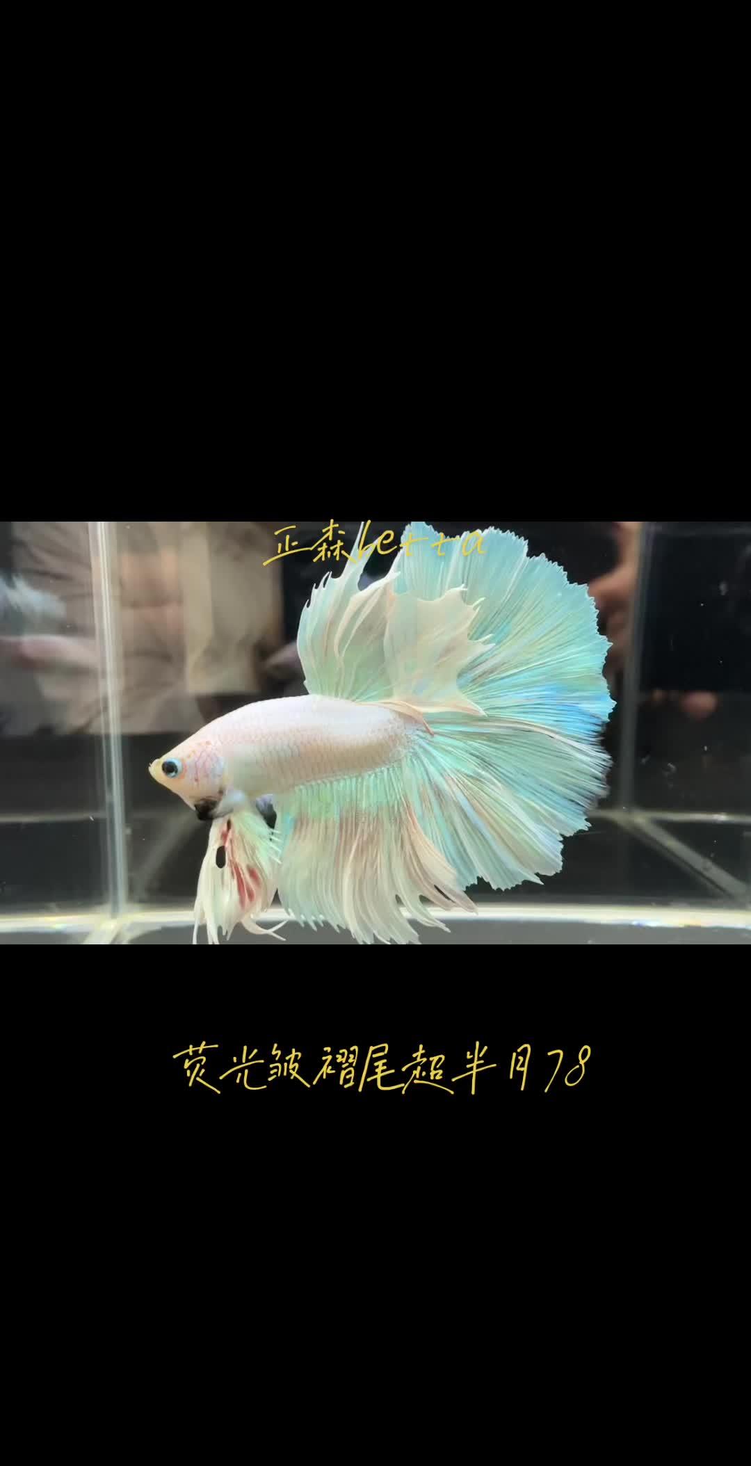 荧光粉嫩褶皱尾超半月 好可爱 特别是游动的时候～泰国斗鱼 穿婚纱的鱼 泰国半月斗鱼