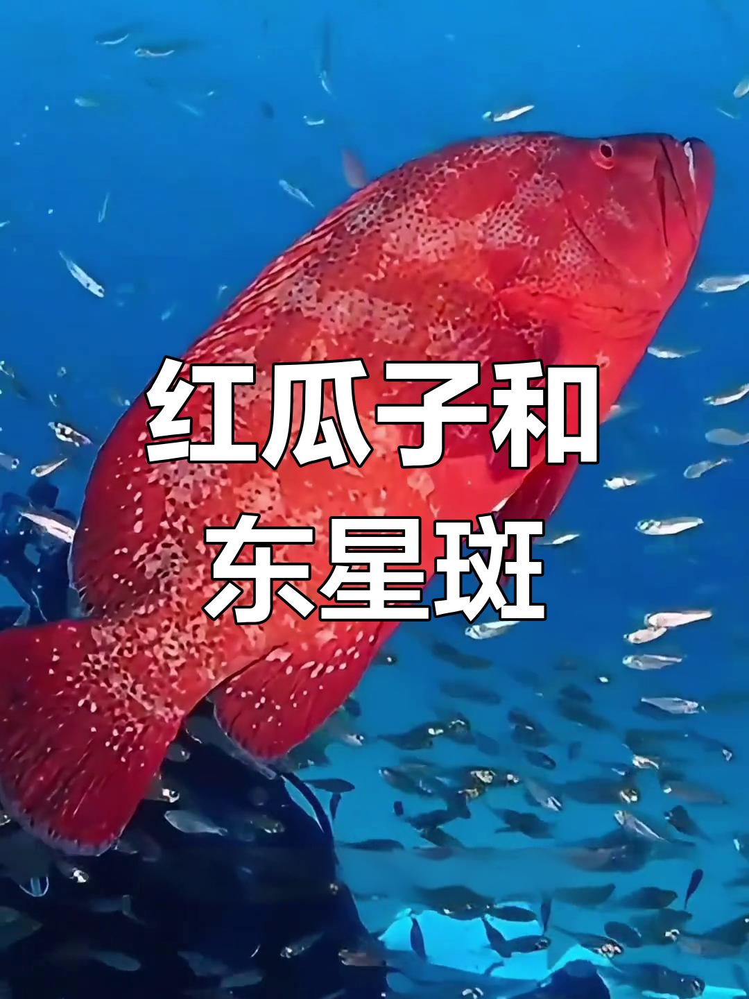 海南红瓜子:东星斑的“兄弟”你尝过吗?