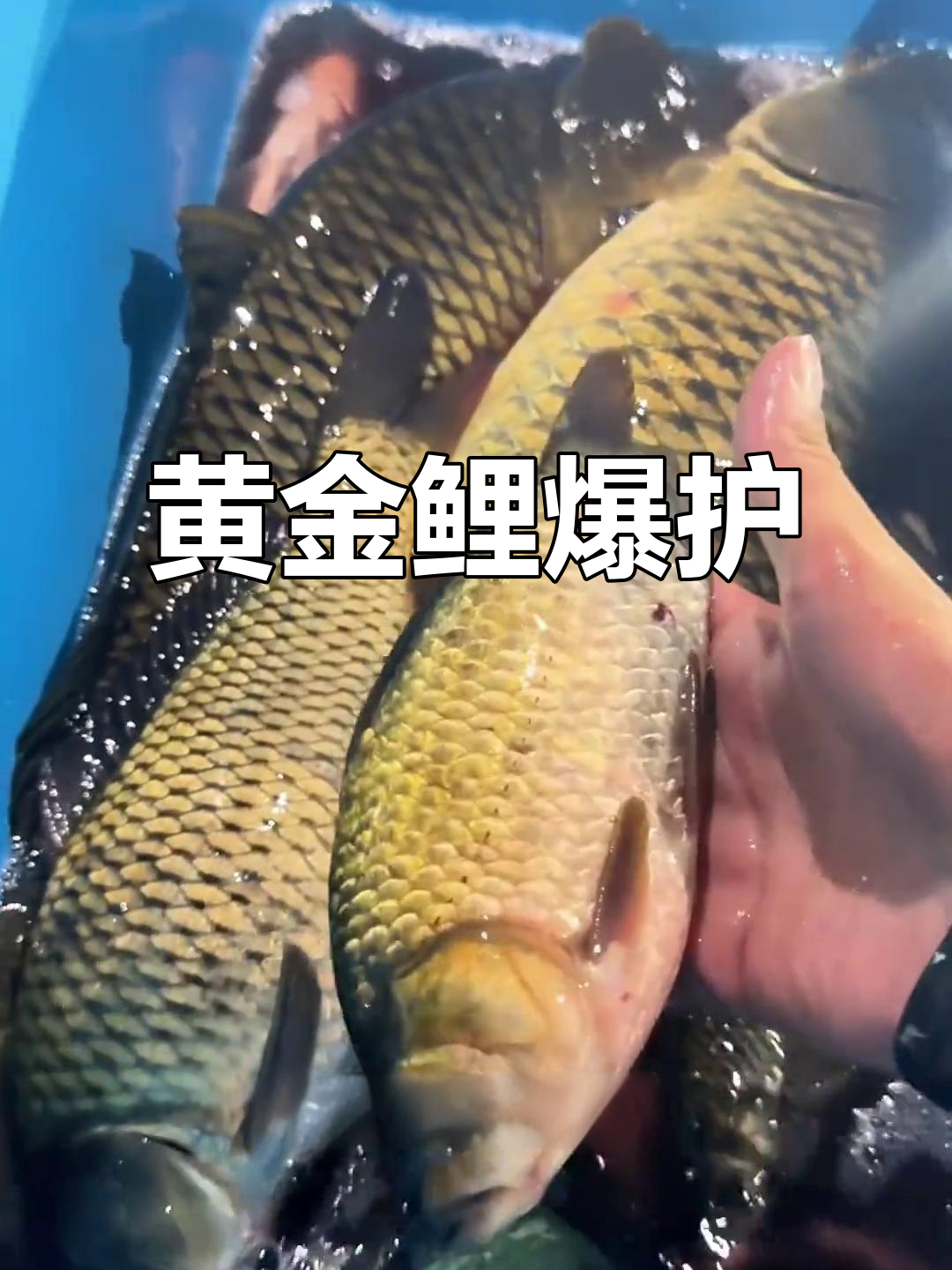 野钓半小时,黄金鲤鱼上钩,连大鲫都甘拜下风!