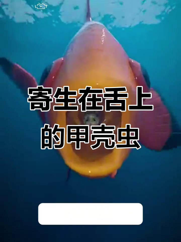 缩头鱼虱,咸水鱼的常见寄生虫