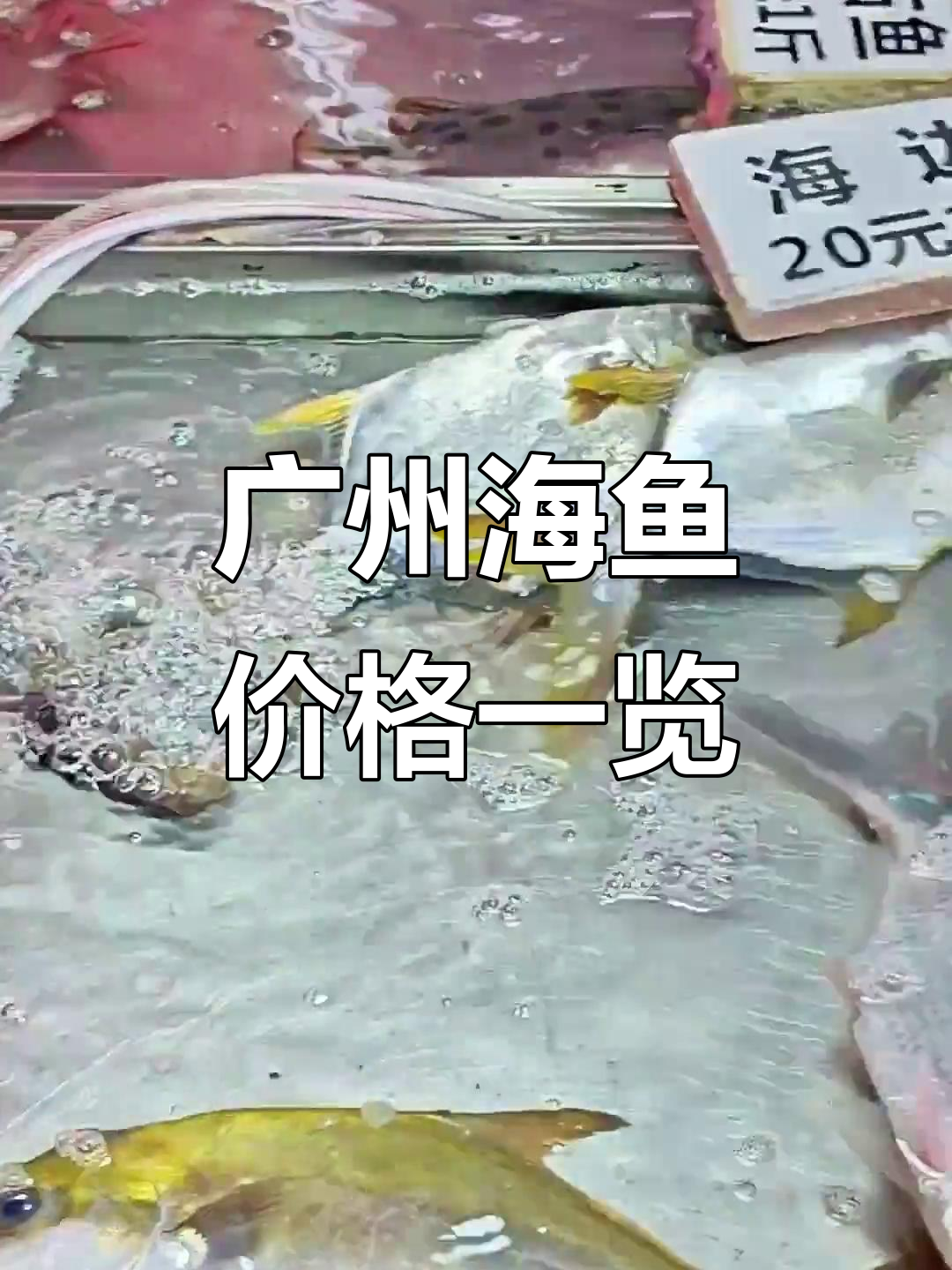 广州沙园市场海鱼价格大揭秘,26年2月上旬品种与价格全解析