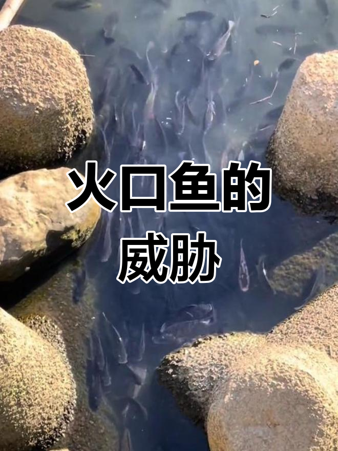 火口鱼强势来袭,吴郭鱼面临严峻挑战