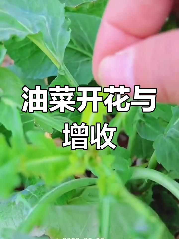油菜花开助力农业增产,揭秘花苞背后的秘密