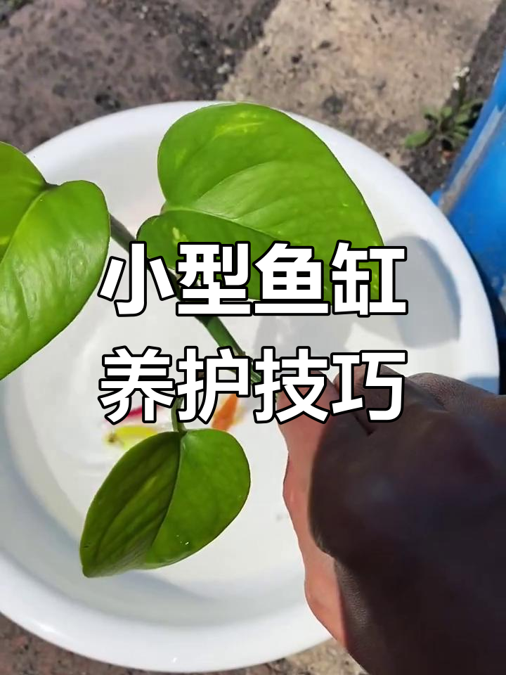 鱼缸绿萝搭配天使孔雀,打造清新水族环境