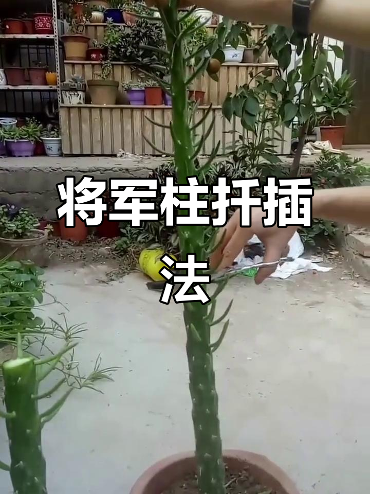 将军柱剪枝扦插,快速繁殖技巧大揭秘