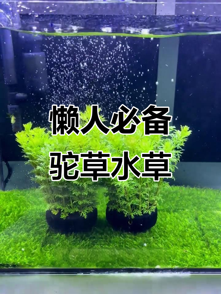 不会养水草?试试驼草,轻松搞定鱼缸装饰