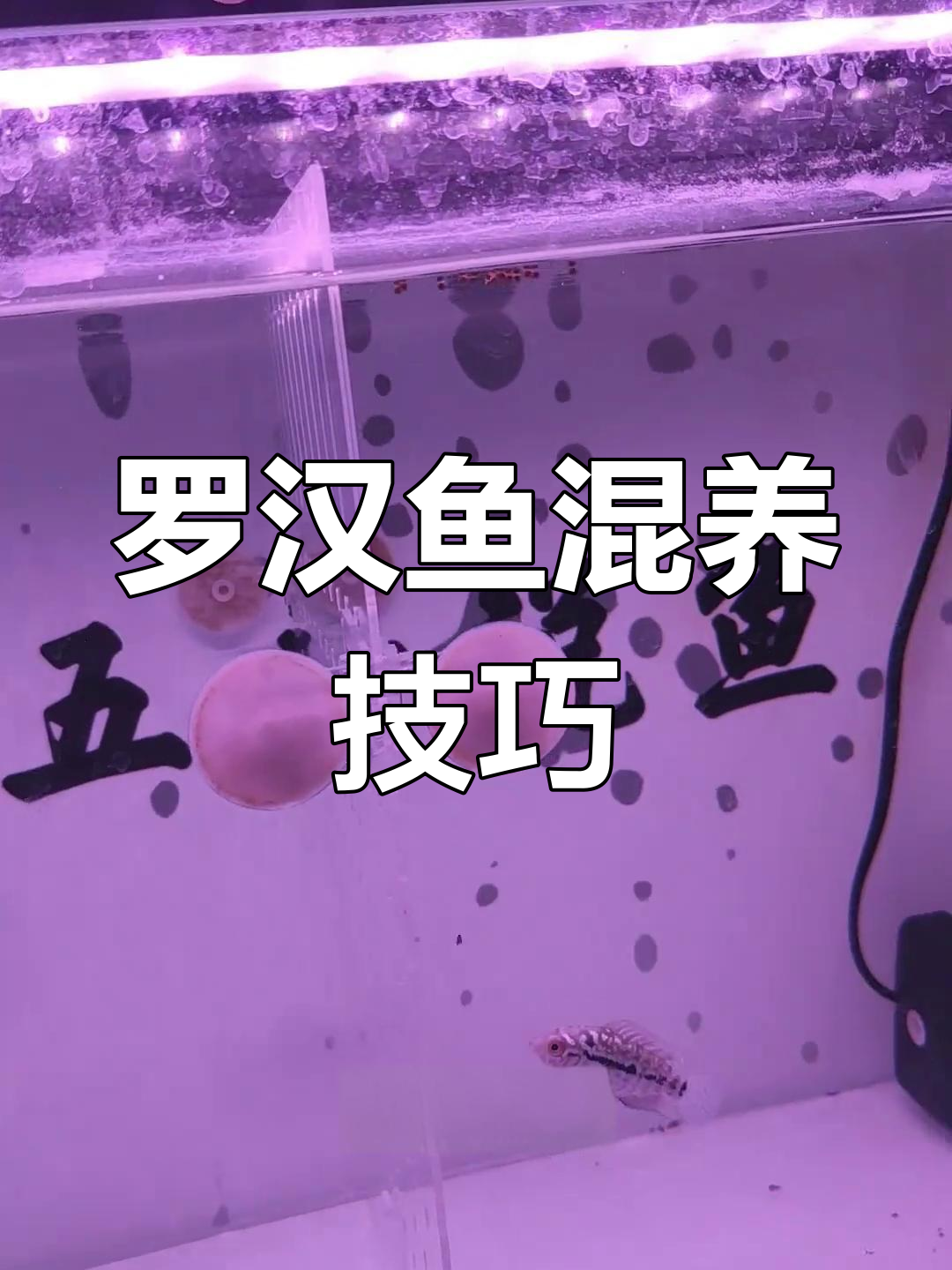罗汉鱼混养打架原因分析,如何避免冲突
