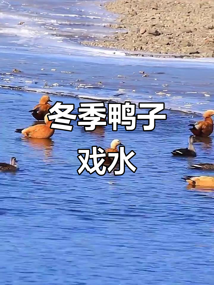 寒冬浑河鸭戏水,自然美景尽显