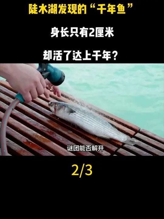 陡水湖发现的“千年鱼”,身长只有2厘米,却活了达上千年?