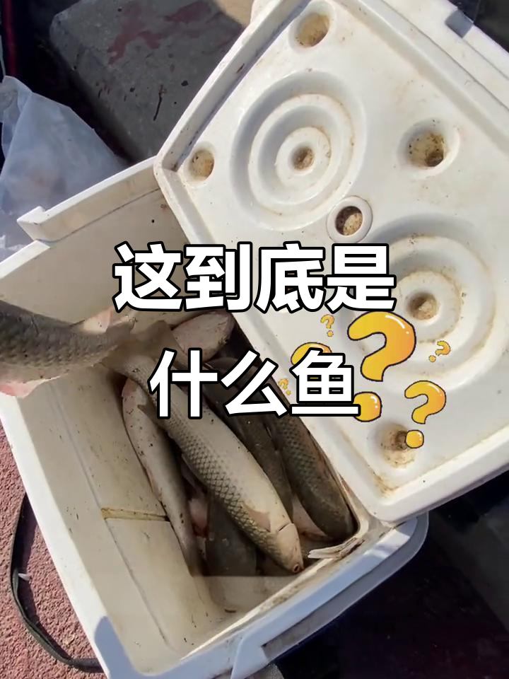 扁头是鳟鱼,尖头叫丁鱼?连云港钓鱼大爷揭秘