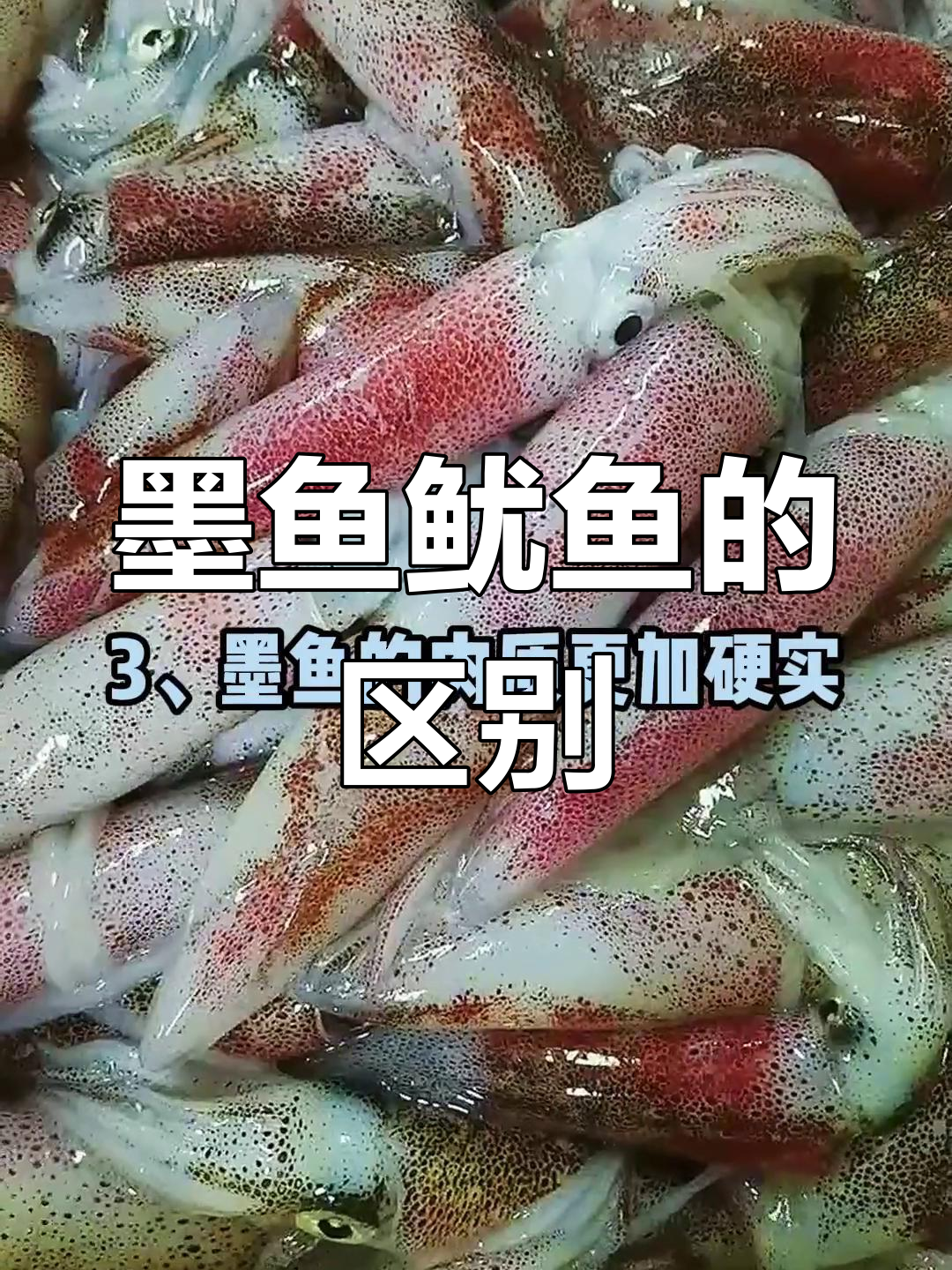 墨鱼与鱿鱼的差异解析