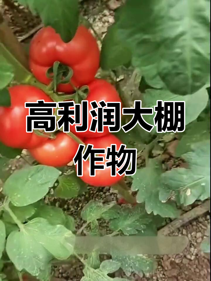 大棚种植高利润瓜果蔬菜,这8个品种最值得选