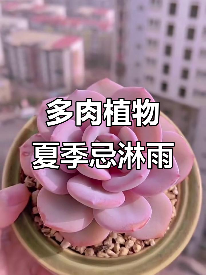 夏季多肉植物怕淋雨，这些品种最容易受伤