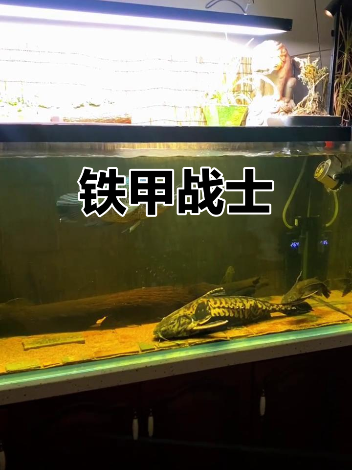 艾温铁甲武士,华丽外观与强健体型的完美结合