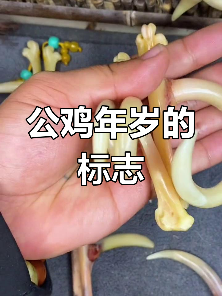 鸡蹬子:辨别公鸡年龄的秘密