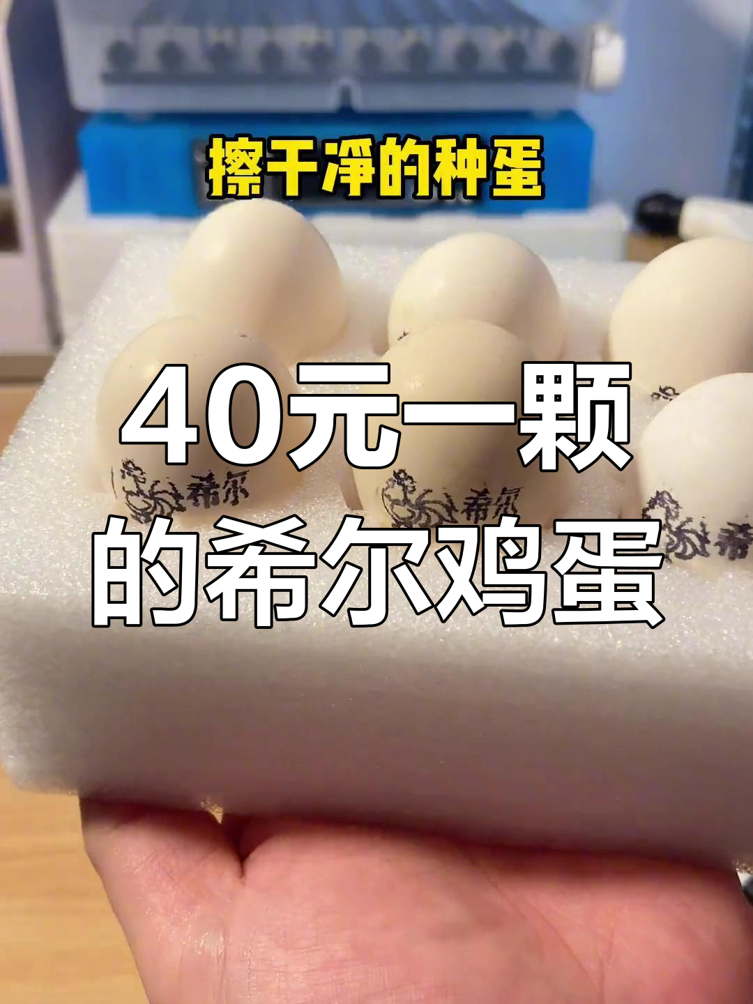 使用全自动孵化器轻松孵出希尔鸡种蛋