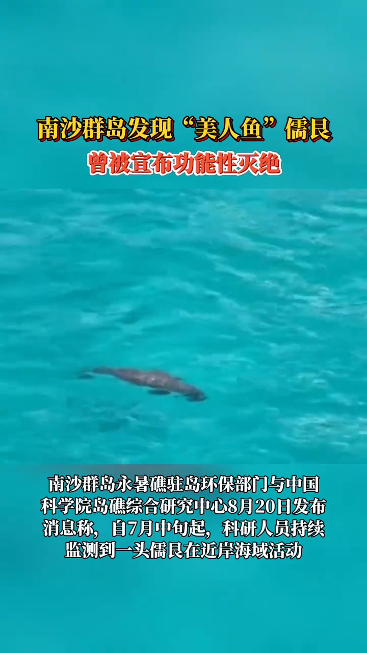 南沙群岛发现“美人鱼”儒艮 曾被宣布功能性灭绝