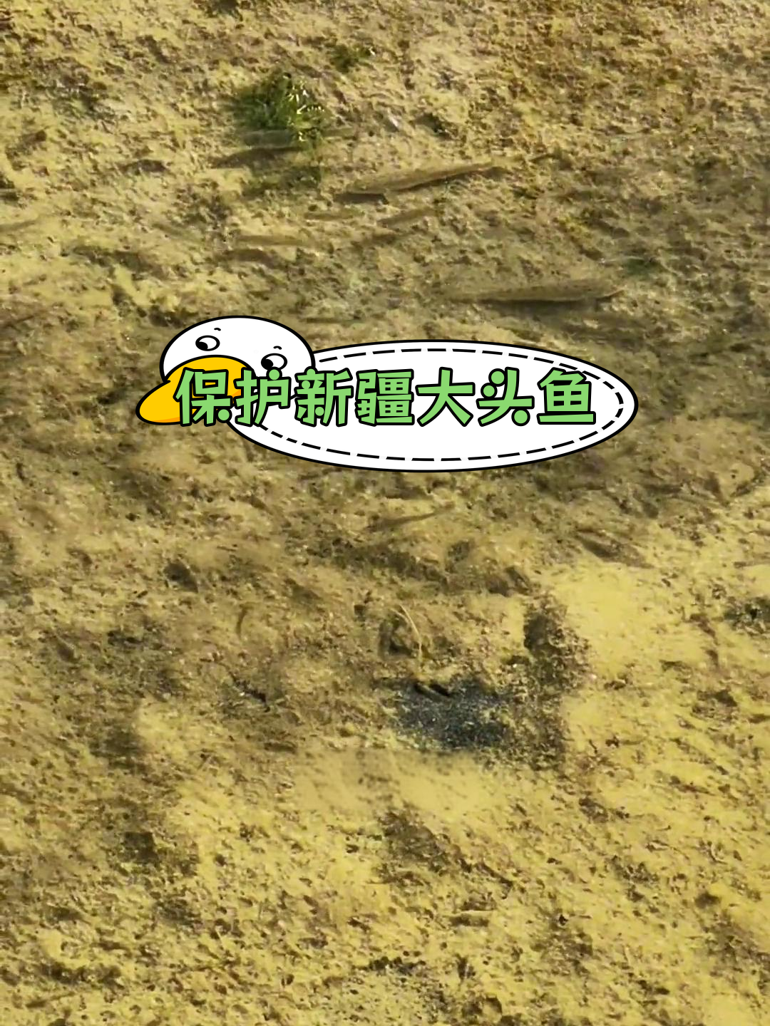 新疆大头鱼:河滩上的珍稀动物