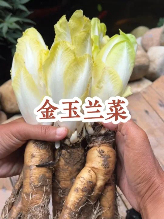 金玉兰菜